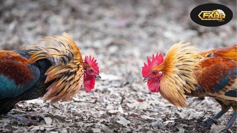 Đá Gà Trực Tuyến FA88 – Trải Nghiệm Thách Thức Đỉnh Cao 9 Nơi Đá Gà Trực Tuyến Gặp Gỡ Công Nghệ