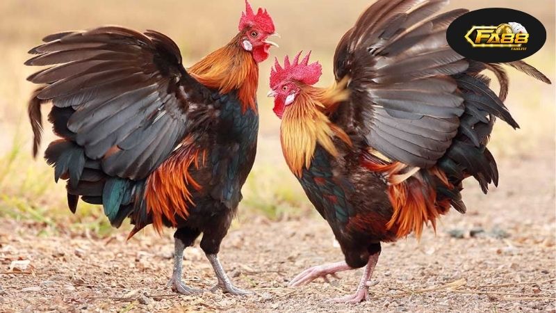 Xem Đá Gà Campuchia Trực Tiếp - Trải Nghiệm Cuộc Chọi Đỉnh Cao 6 Lịch sử đá gà Campuchia