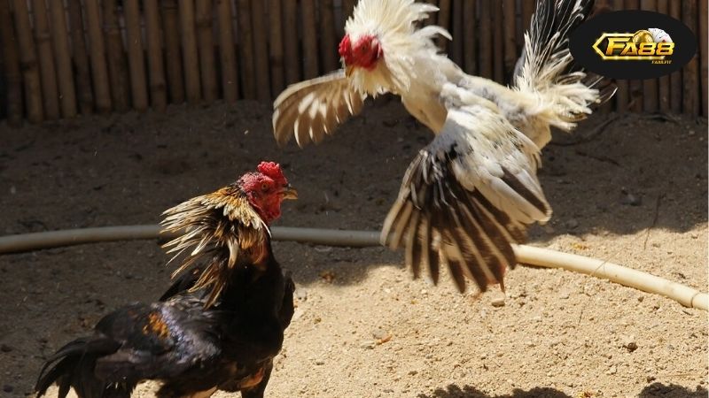 Đá Gà Ăn Tiền Thật - Trải Nghiệm Đấu Trường Siêu Thực Tế 3 Lịch sử và phát triển của đá gà