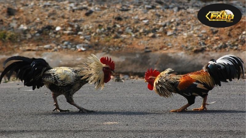 Đá Gà Nạp Rút Nhanh - Dịch Vụ Uy Tín, An Toàn Tuyệt Đối 2 Lý Do Tại Sao Nên Chọn Dịch Vụ Nạp Rút Nhanh