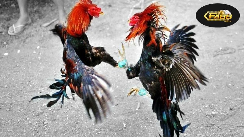 Đá Gà Thomo Hôm Nay - Cập Nhật Kết Quả Và Phân Tích Chính Xác 1 Cập Nhật Kết Quả Đá Gà Thomo