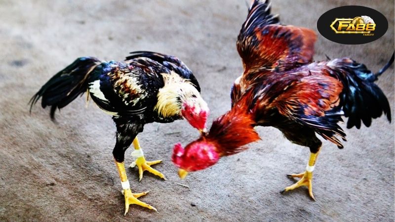 Lịch sử và sự phát triển của đá gà Thái Lan