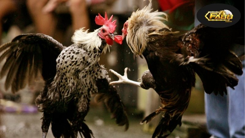 Đặc Điểm Nổi Bật Của Đá Gà SV388 FA88