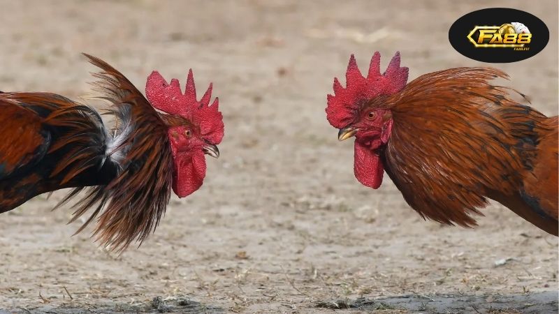 Lựa Chọn Nền Tảng Chơi Đá Gà Online Phù Hợp